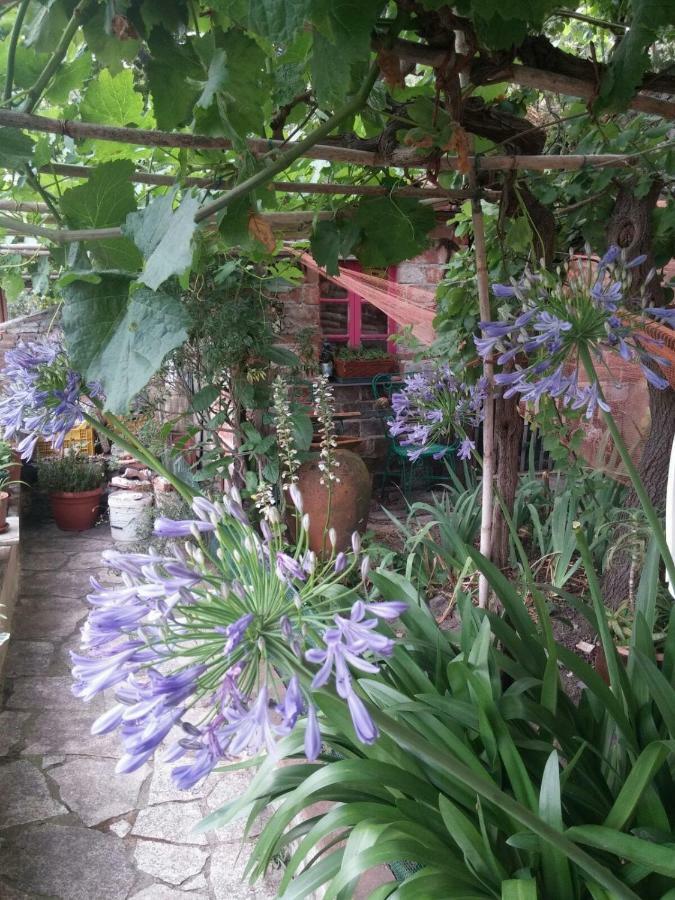 Trebiano Sotto Il Castello B&B 외부 사진